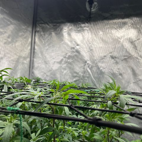Skunk #1 growlog timeline photo