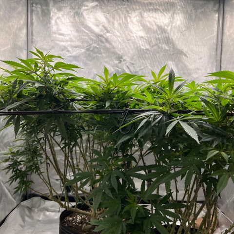 Skunk #1 growlog timeline photo