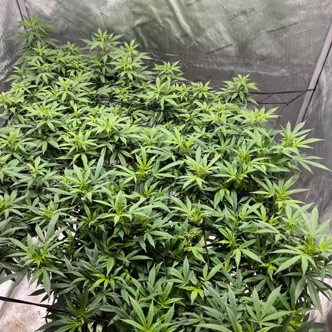 Skunk #1 growlog timeline photo