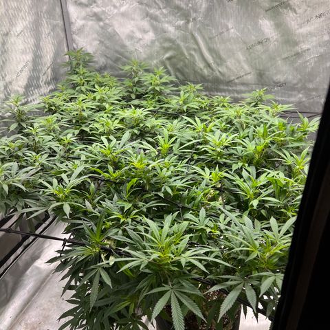 Skunk #1 growlog timeline photo