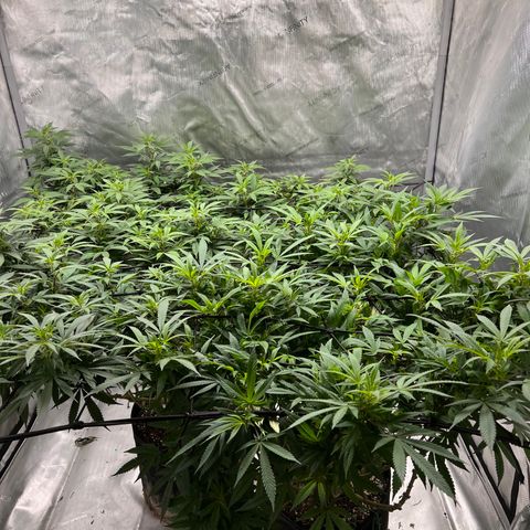Skunk #1 growlog timeline photo