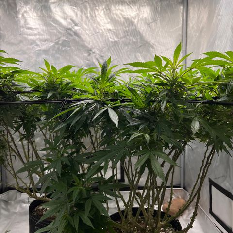Skunk #1 growlog timeline photo