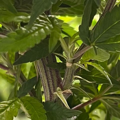 Skunk #1 growlog timeline photo