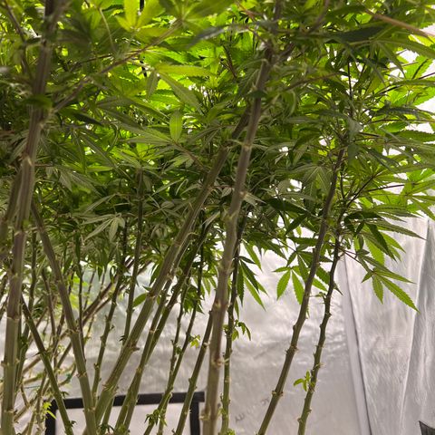 Skunk #1 growlog timeline photo