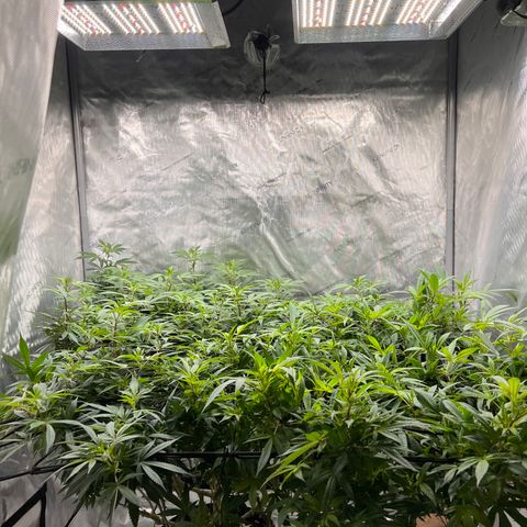 Skunk #1 growlog timeline photo