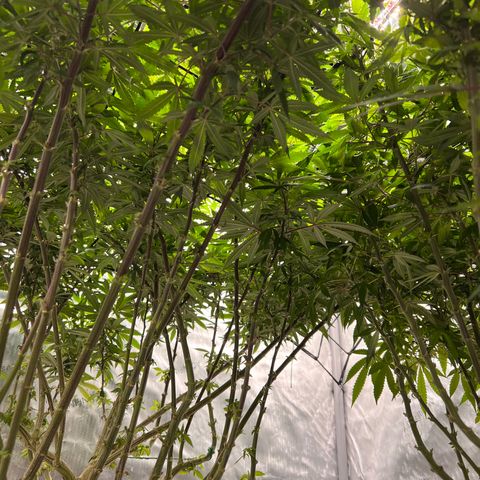Skunk #1 growlog timeline photo