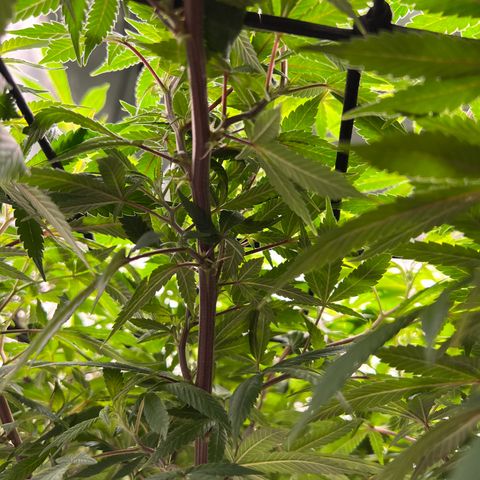 Skunk #1 growlog timeline photo