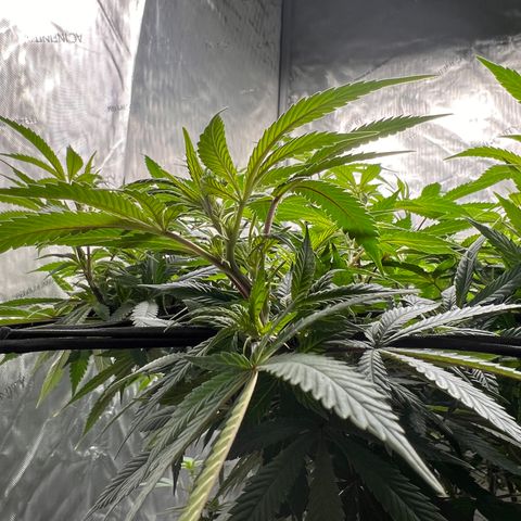 Skunk #1 growlog timeline photo