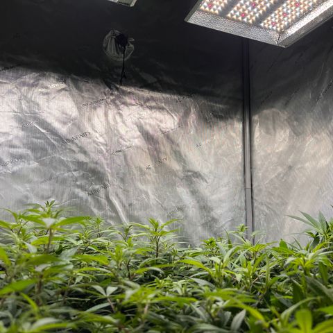 Skunk #1 growlog timeline photo