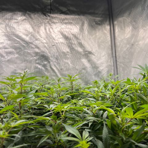 Skunk #1 growlog timeline photo