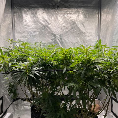 Skunk #1 growlog timeline photo