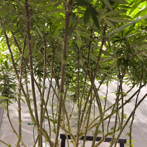 Skunk #1 growlog timeline photo