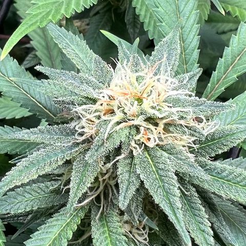 Skunk #1 growlog timeline photo