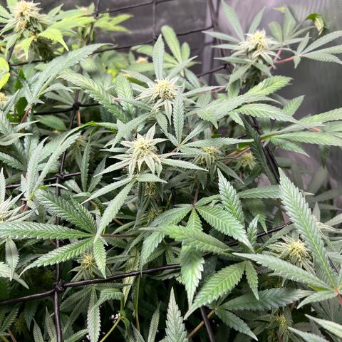Skunk #1 growlog timeline photo