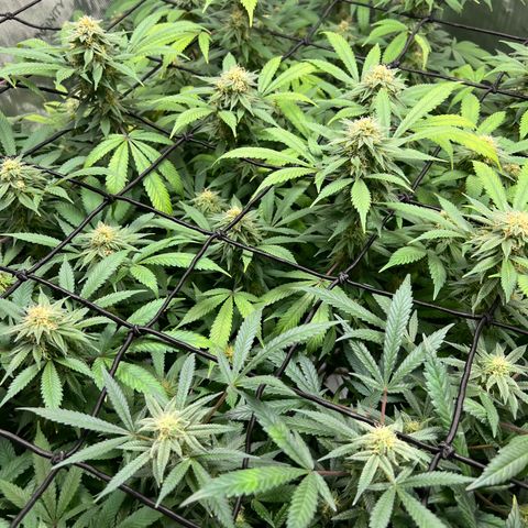 Skunk #1 growlog timeline photo