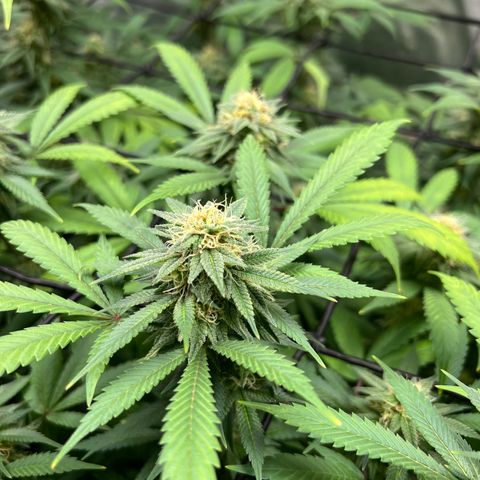 Skunk #1 growlog timeline photo