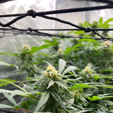 Skunk #1 growlog timeline photo