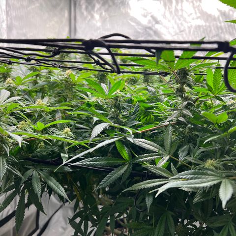 Skunk #1 growlog timeline photo