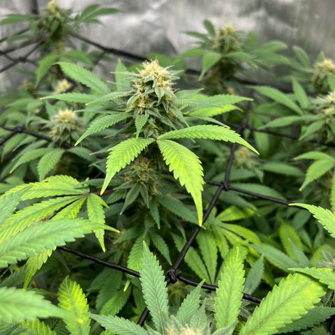 Skunk #1 growlog timeline photo