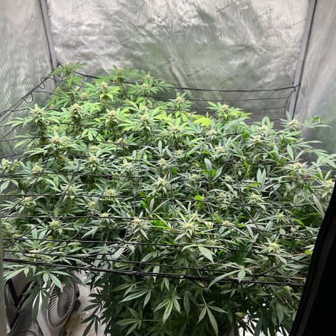 Skunk #1 growlog timeline photo