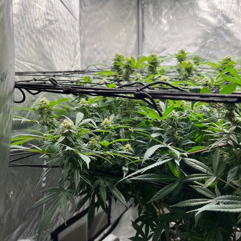 Skunk #1 growlog timeline photo
