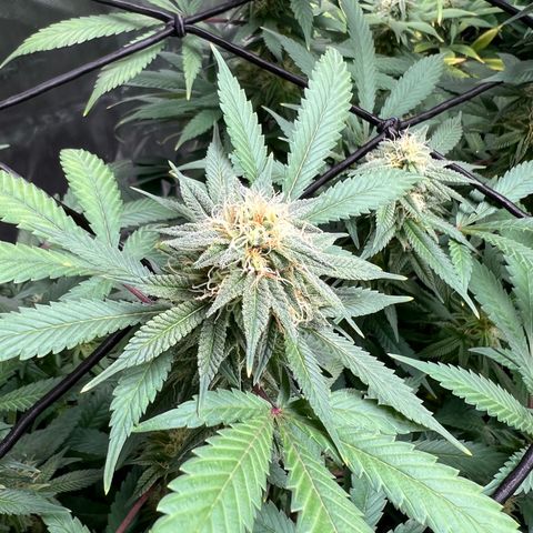 Skunk #1 growlog timeline photo