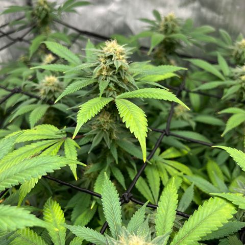 Skunk #1 growlog timeline photo