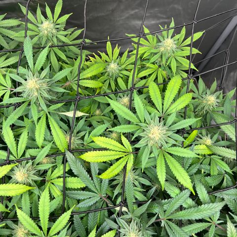 Skunk #1 growlog timeline photo