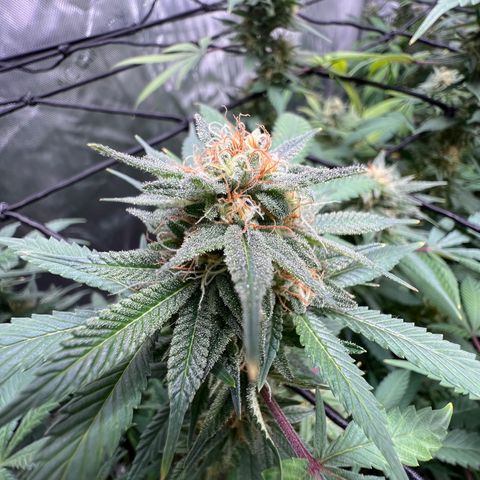 Skunk #1 growlog timeline photo