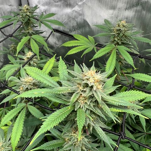 Skunk #1 growlog timeline photo
