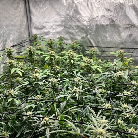 Skunk #1 growlog timeline photo