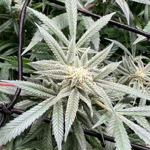 Skunk #1 growlog timeline photo