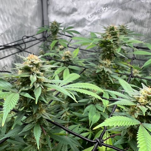 Skunk #1 growlog timeline photo