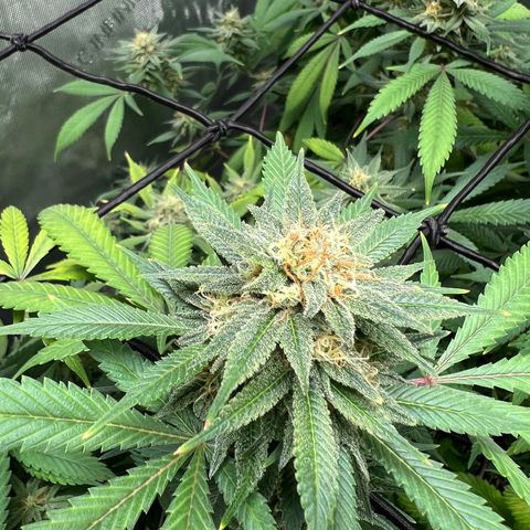 Skunk #1 growlog timeline photo