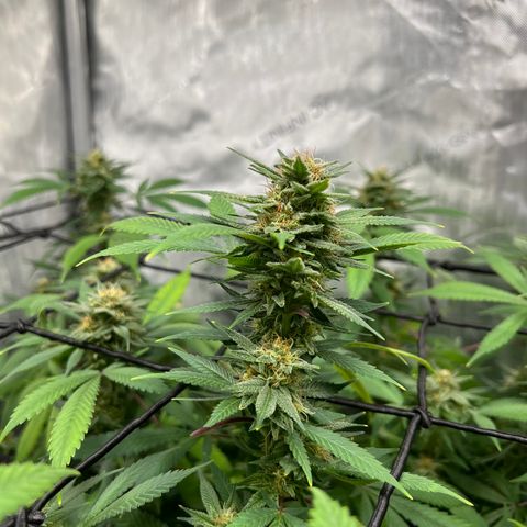 Skunk #1 growlog timeline photo