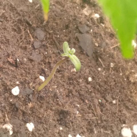 Dark Devil Auto growlog timeline photo
