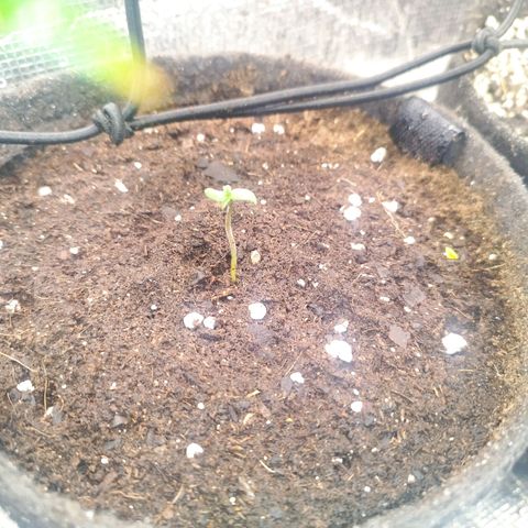 Dark Devil Auto growlog timeline photo