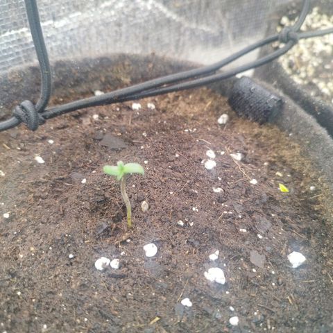 Dark Devil Auto growlog timeline photo