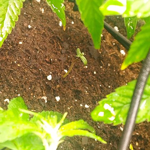 Dark Devil Auto growlog timeline photo