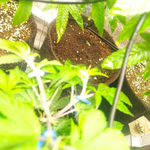 Dark Devil Auto growlog timeline photo