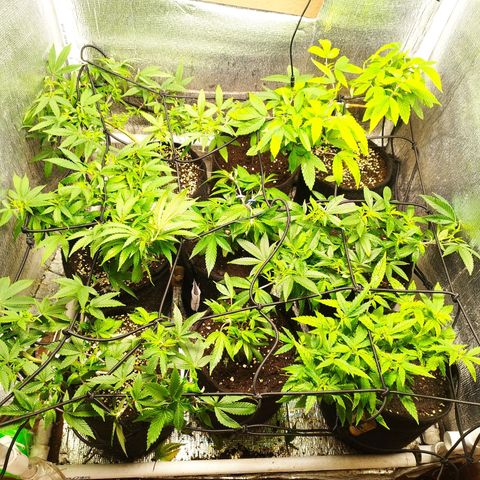 Dark Devil Auto growlog timeline photo