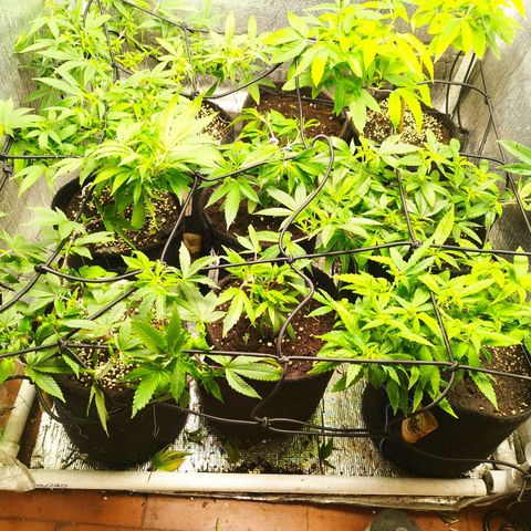 Dark Devil Auto growlog timeline photo