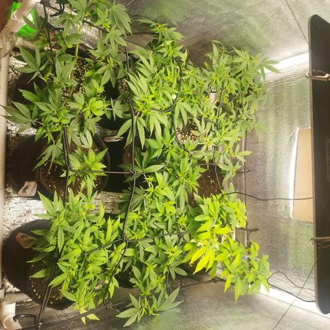 Dark Devil Auto growlog timeline photo