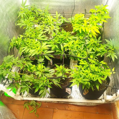 Dark Devil Auto growlog timeline photo
