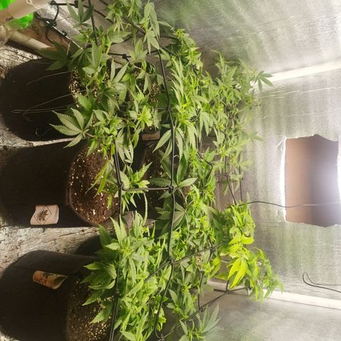 Dark Devil Auto growlog timeline photo