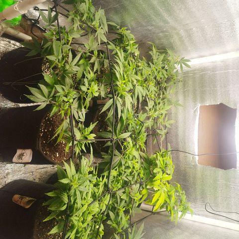 Dark Devil Auto growlog timeline photo