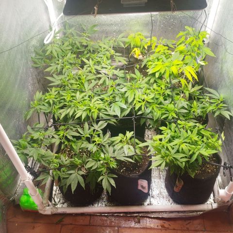 Dark Devil Auto growlog timeline photo