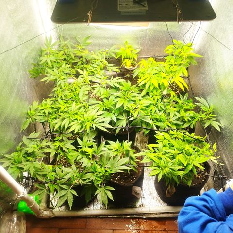 Dark Devil Auto growlog timeline photo