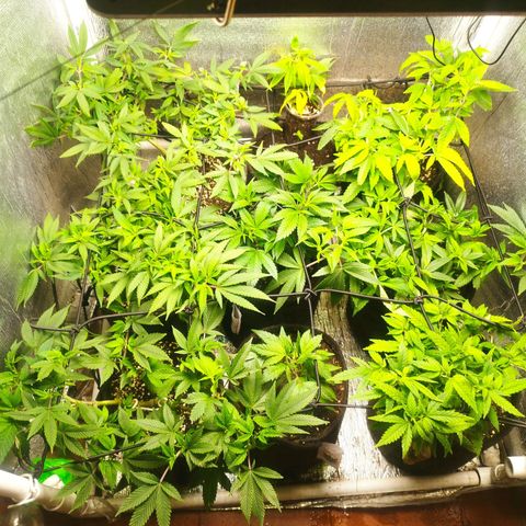 Dark Devil Auto growlog timeline photo