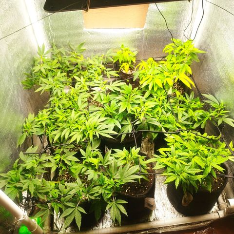 Dark Devil Auto growlog timeline photo